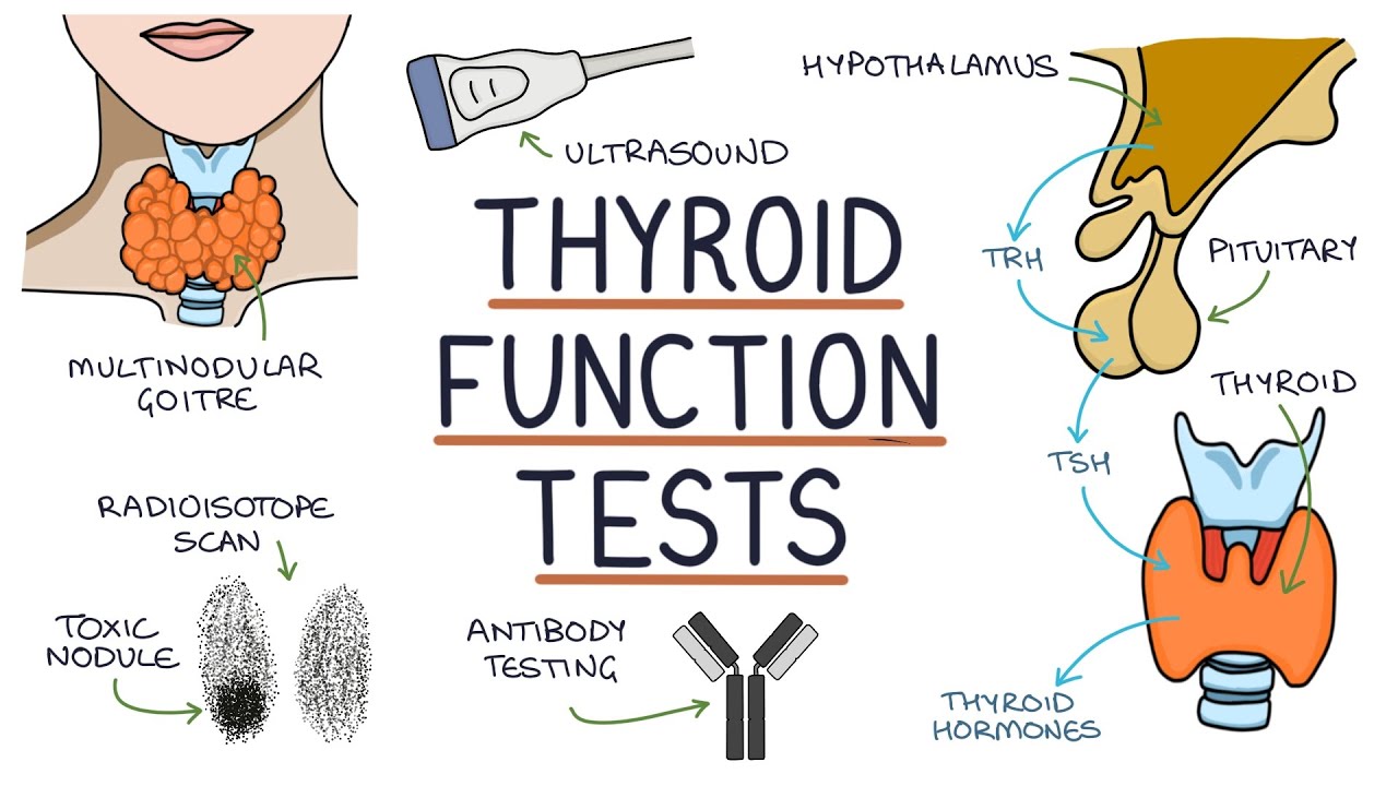 THYROID FUNCTION TEST