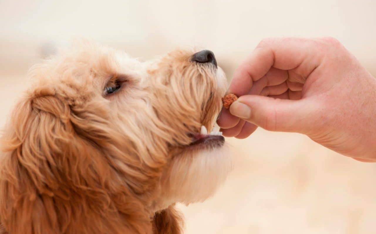 FIRST BARK SOFT CHICKEN TENDERS DOG TREAT – 70G